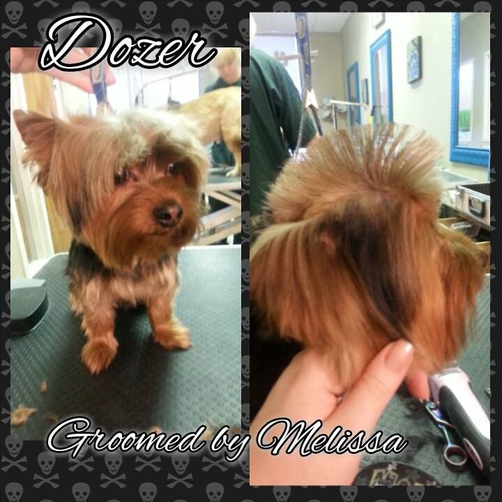 a dog named dozer is being groomed by melissa