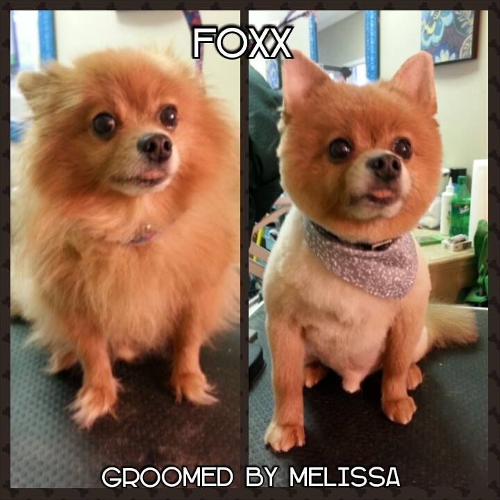 a pomeranian dog before and after being groomed by melissa