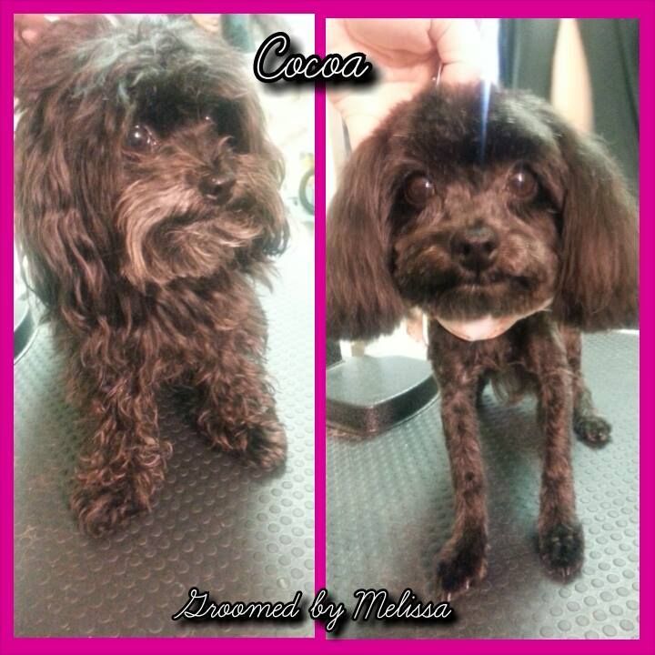 a picture of a dog before and after being groomed by melissa