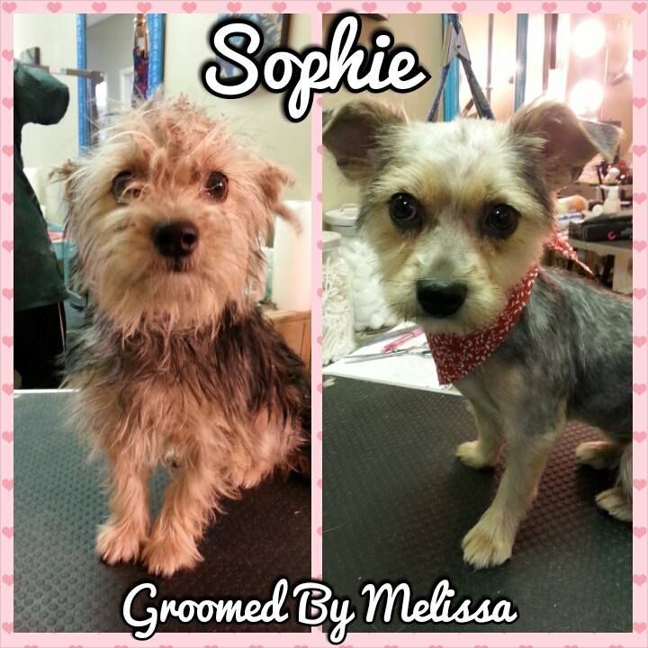 a picture of sophie groomed by melissa