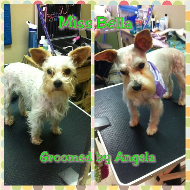 miss bella groomed by angela