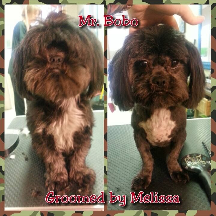 a picture of mr bobo before and after being groomed by melissa