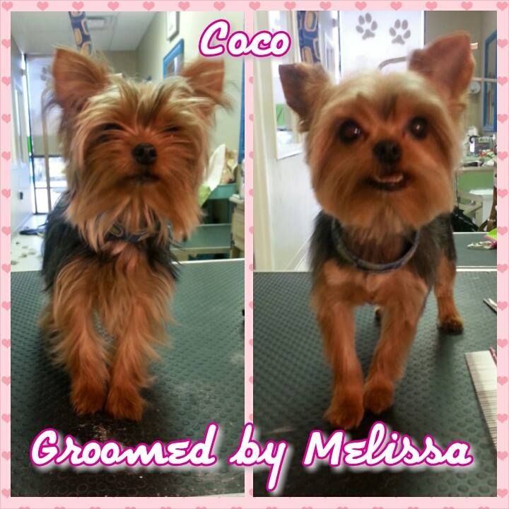 yorkshire terriers, groomed by melissa