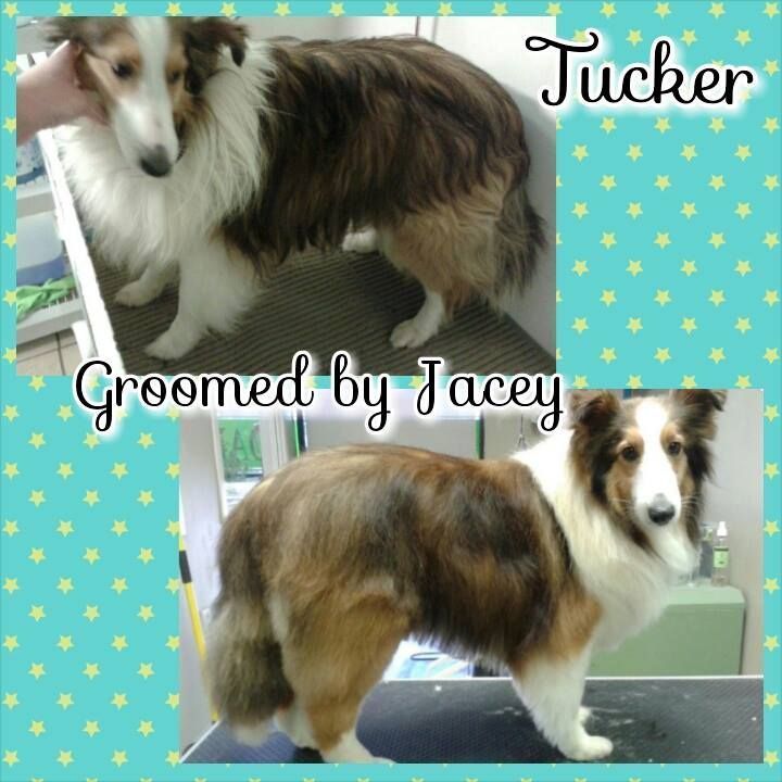 a picture of a dog groomed by jacey