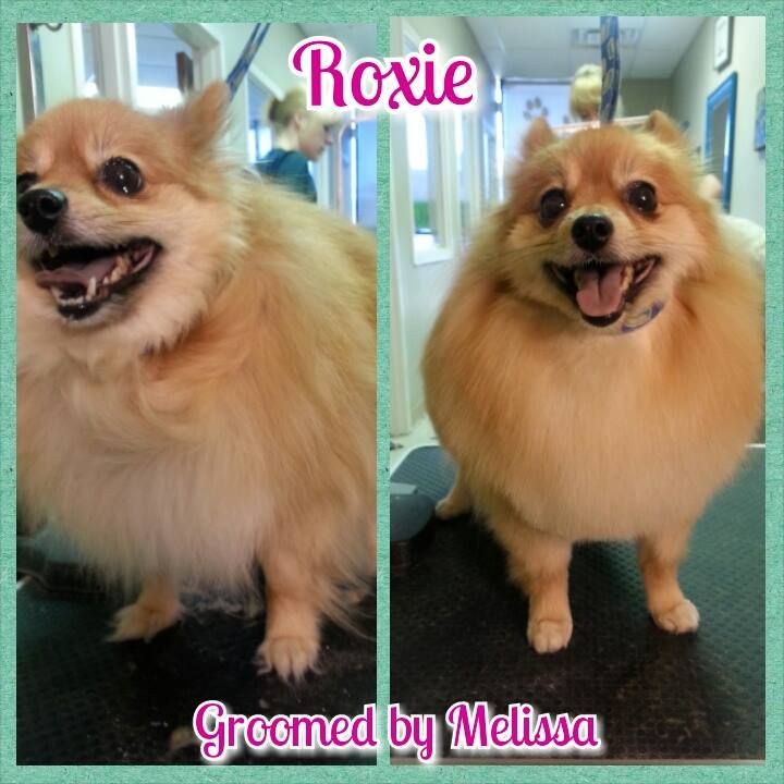 a dog named roxie is being groomed by melissa