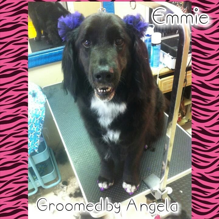 a black and white dog groomed by angela