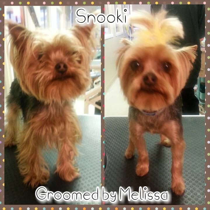 yorkshire terrier shown before and after being groomed by melissa