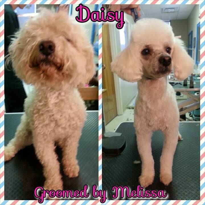 picture of a poodle being groomed by melissa