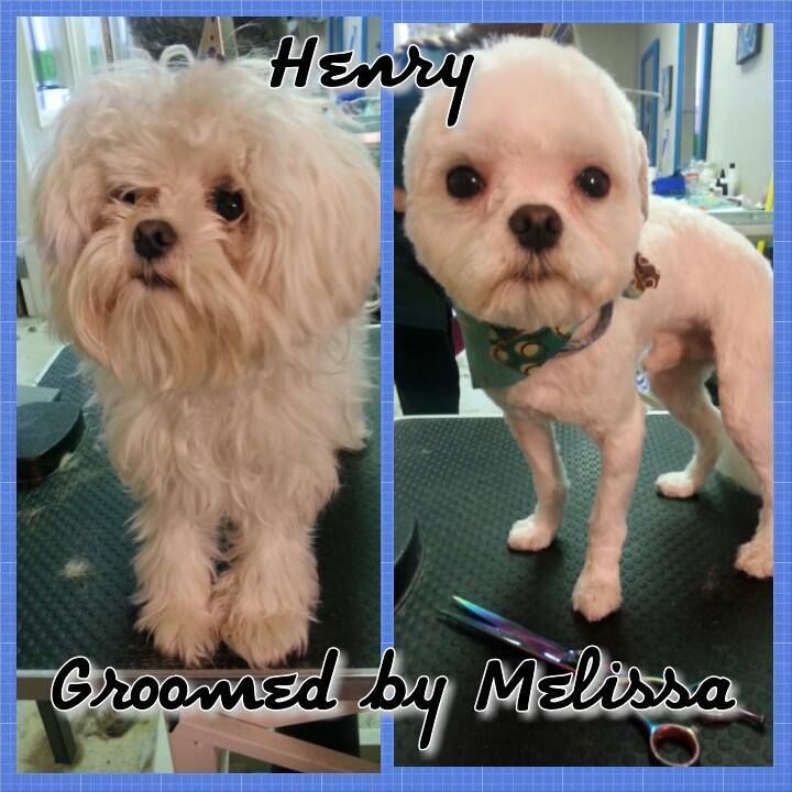 small white dog groomed by melissa