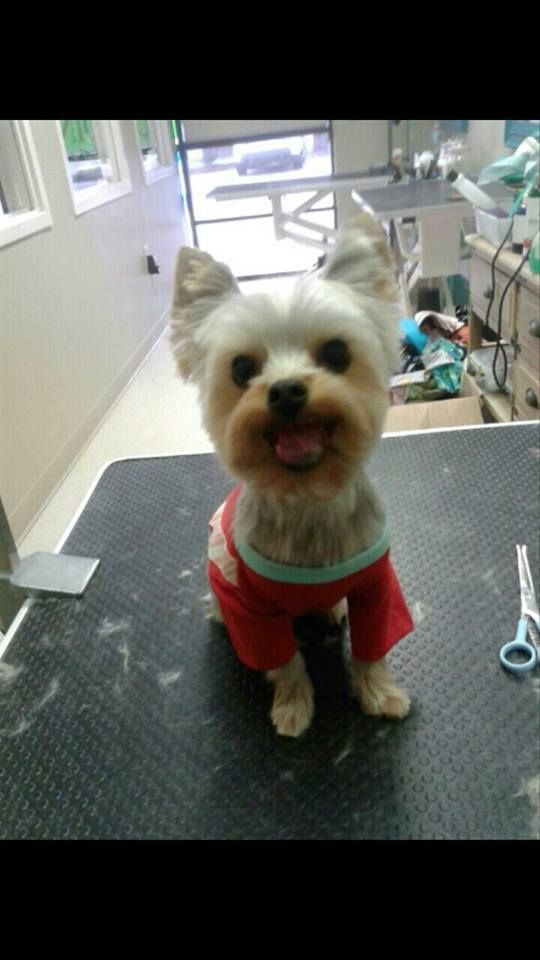 a small dog wearing a red shirt is sitting on a tabl