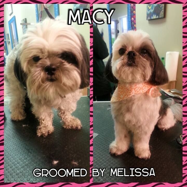 a dog named macy groomed by melissa