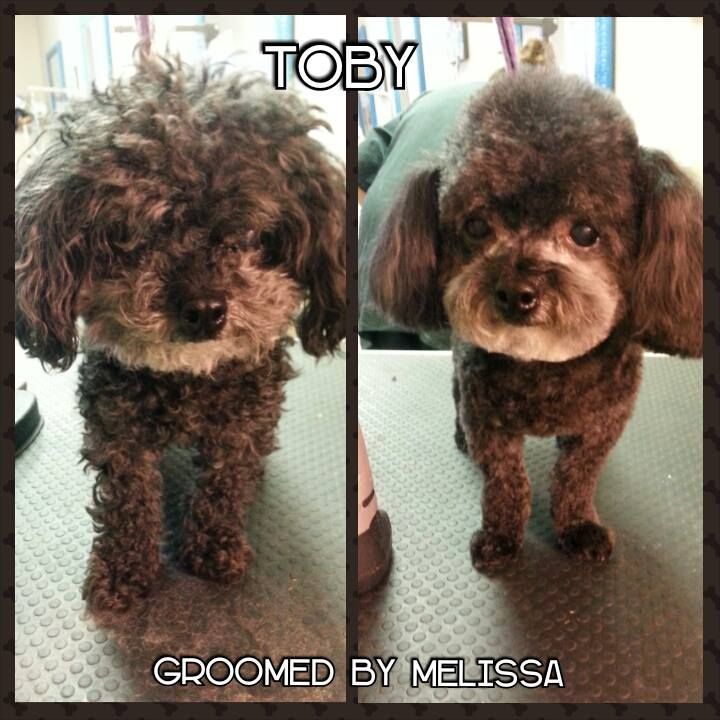 picture of a poodle before and after being groomed by melissa