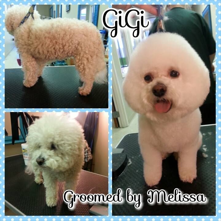 a dog named gigi is being groomed by melissa