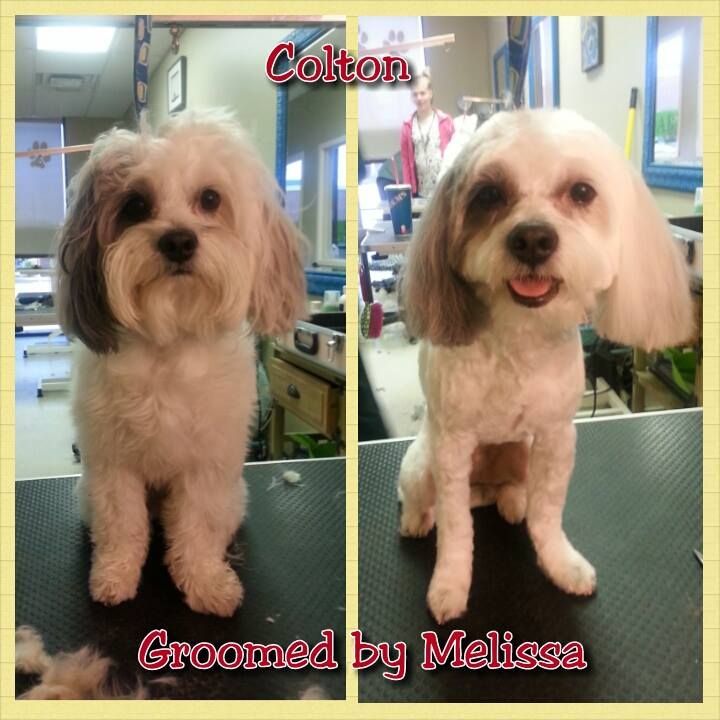 a picture of a dog before and after being groomed by melissa