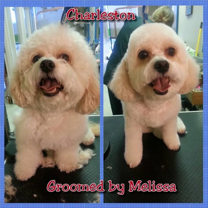 a dog named charleston groomed by melissa