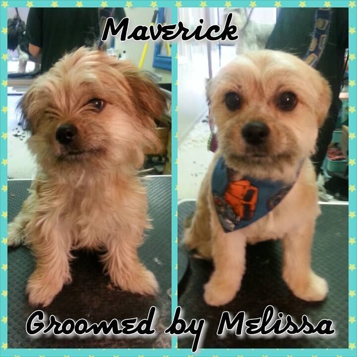 a picture of dog groomed by melissa