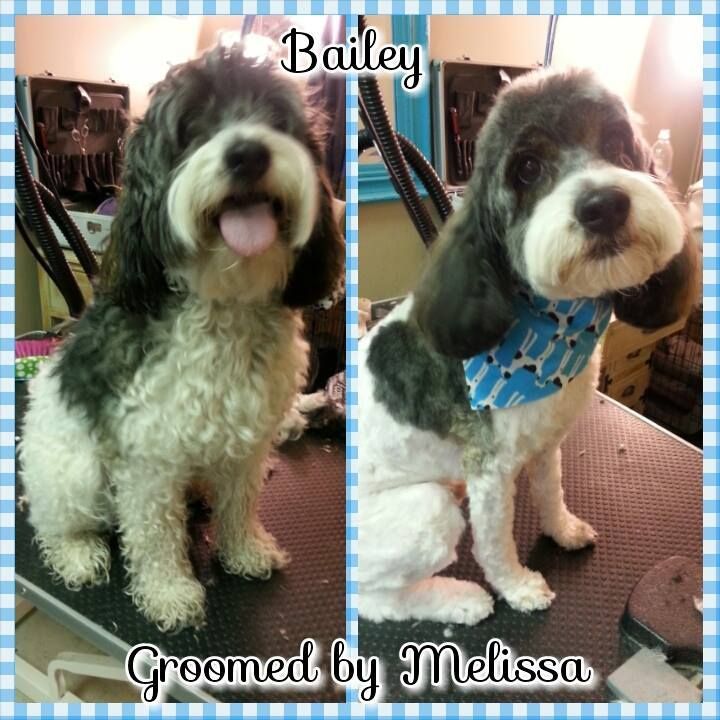 a black and white dog is groomed by melissa