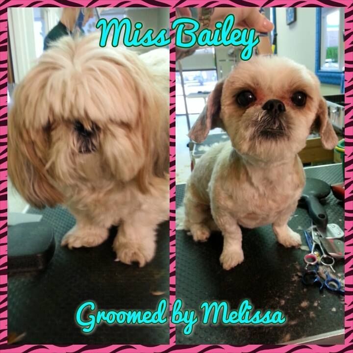 dog groomed by melissa