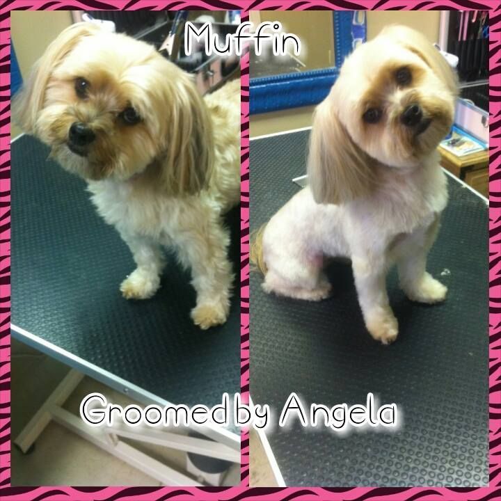 a picture of a dog before and after being groomed by angela