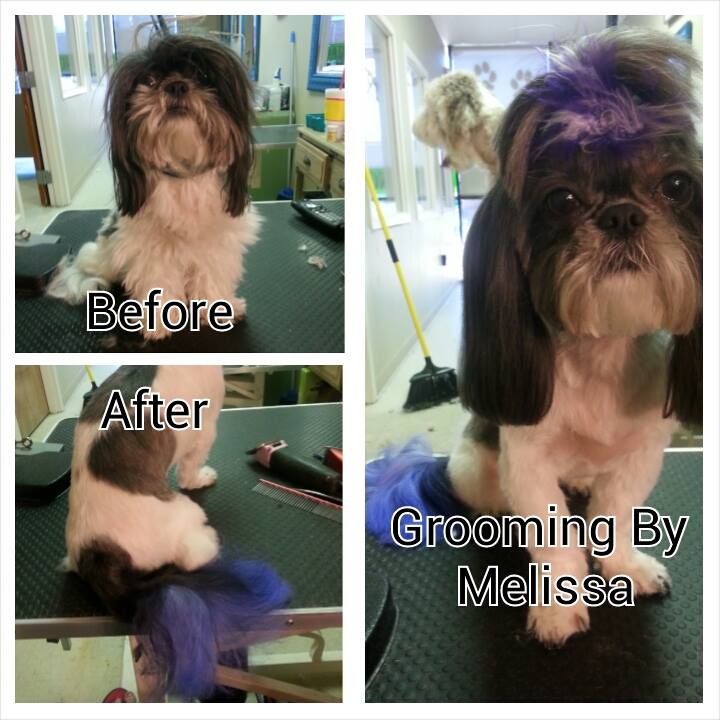 a picture of a dog before and after being groomed by melissa
