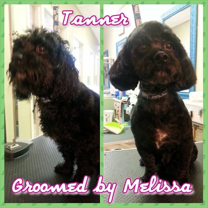 picture of a dog named tanner and groomed by melissa