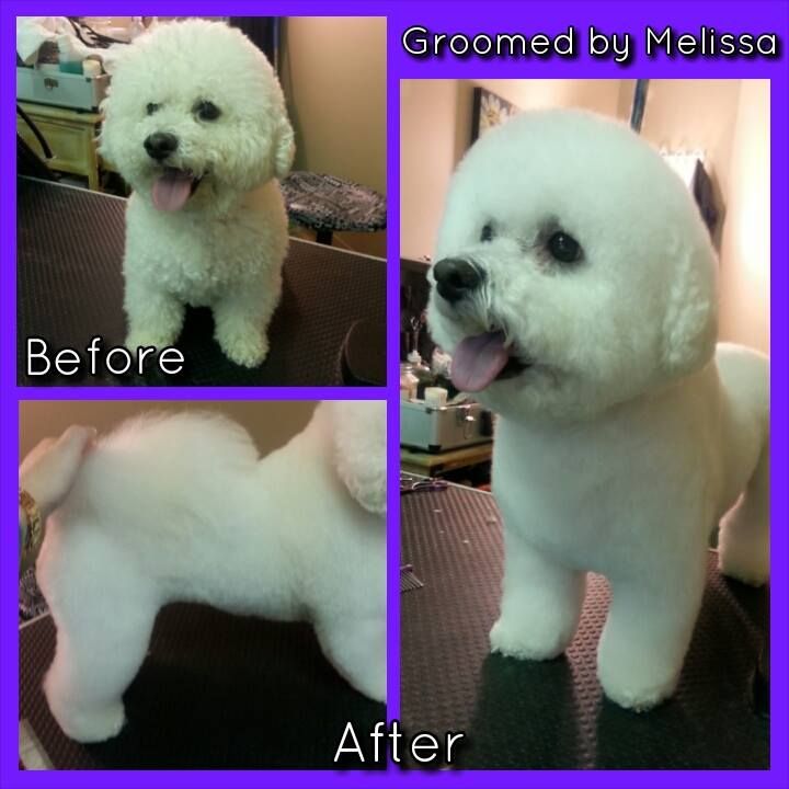 a picture of a dog before and after being groomed by melissa
