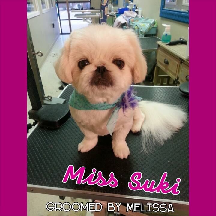 a small dog is sitting on a grooming table and is groomed by melissa