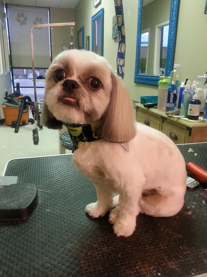 a small white dog is sitting on a grooming table
