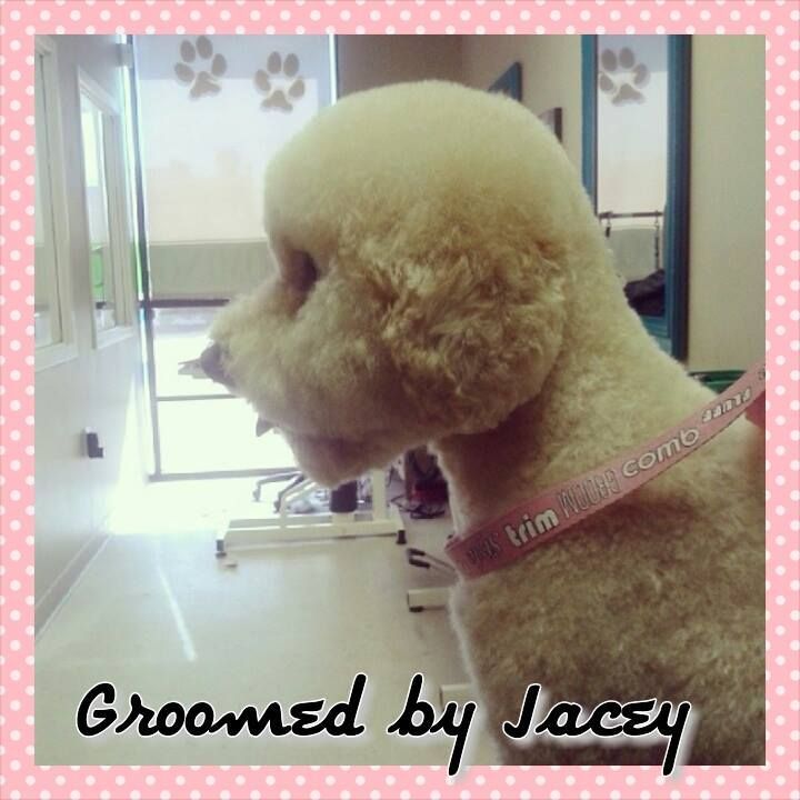 a picture of a poodle that has been groomed by jacey