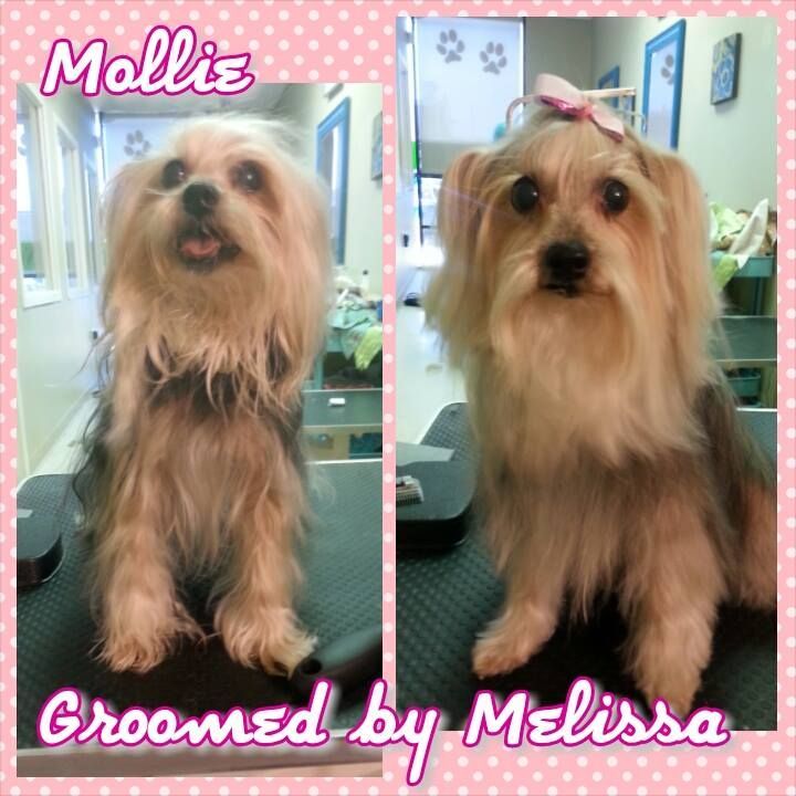 picture of a dog named mallie and groomed by melissa
