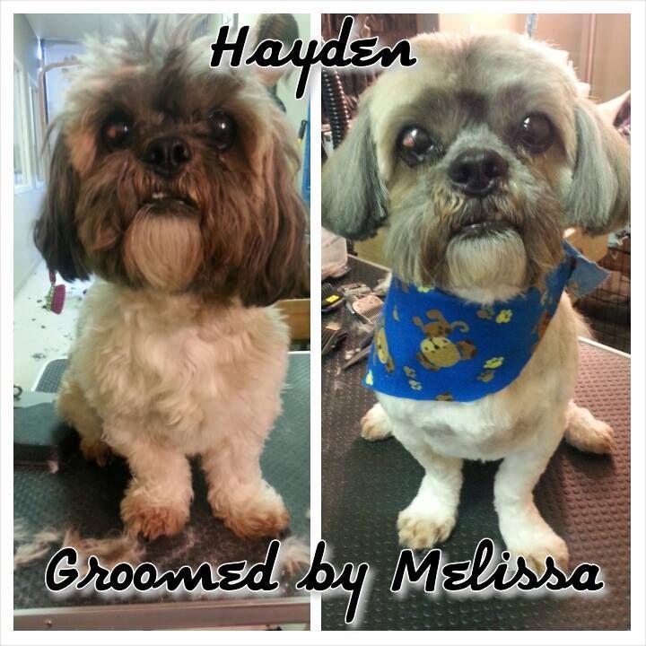 picture of a dog named hayden and groomed by melissa
