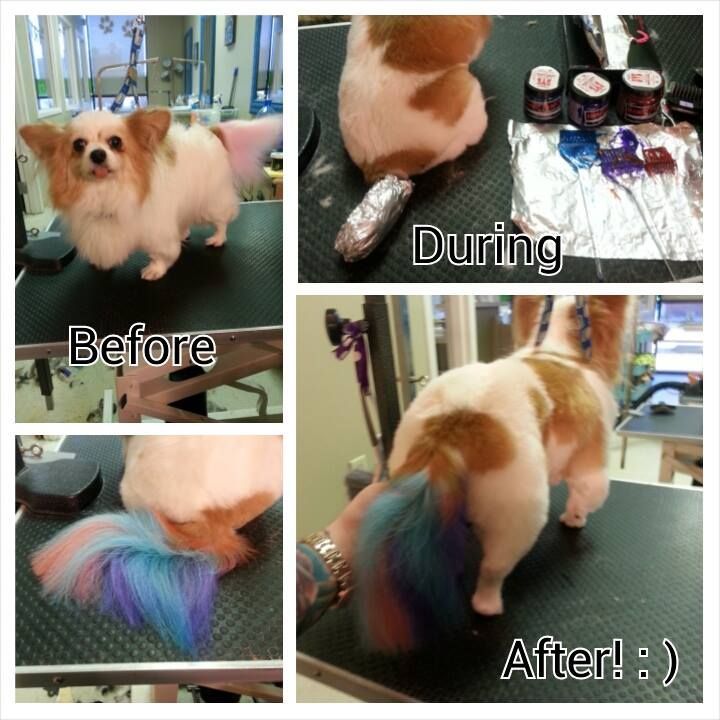 picture of a dog with before and after