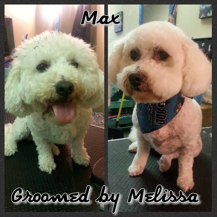 two small white dogs are groomed by melissa