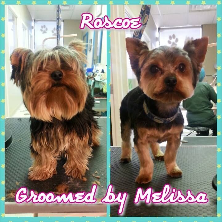 picture of a dog named roscoe and groomed by melissa
