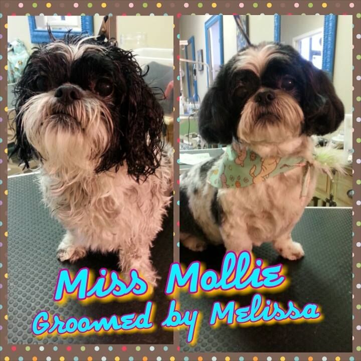picture of a dog named miss mallie and groomed by melissa