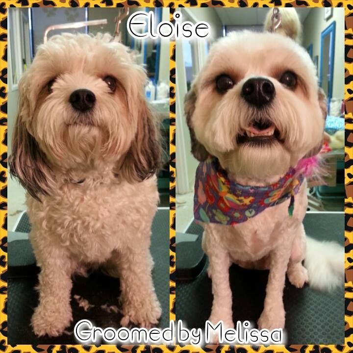 picture of a dog named eloise and groomed by melissa