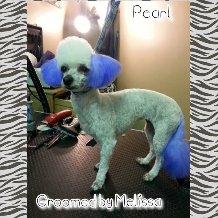 a white dog with blue ears is groomed by melissa