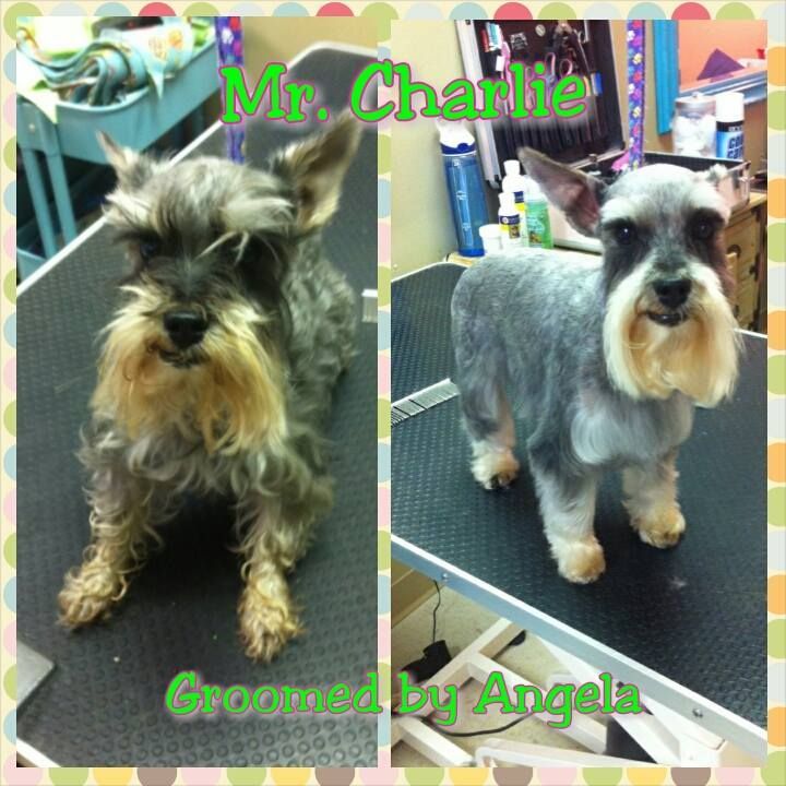 picture of a dog named mr charlie and groomed by angela