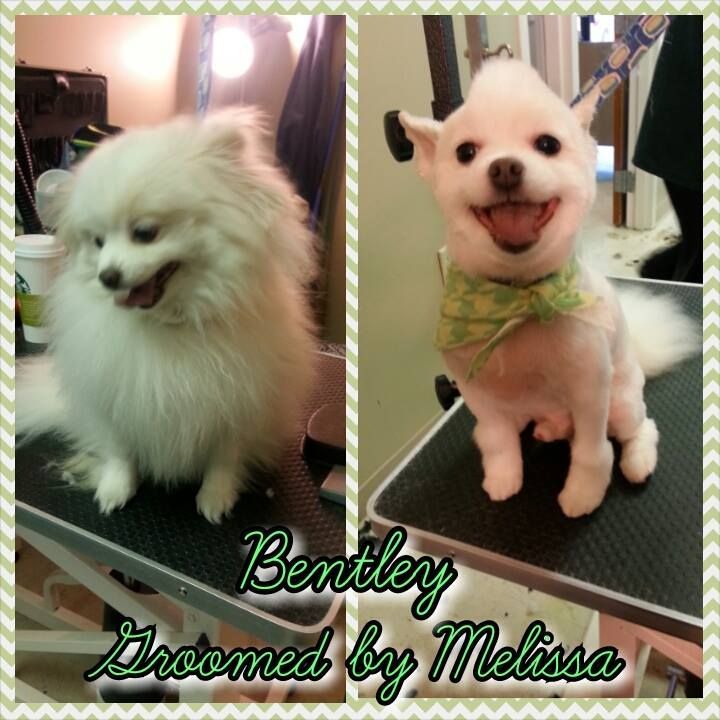 picture of a dog named bentley and groomed by melissa