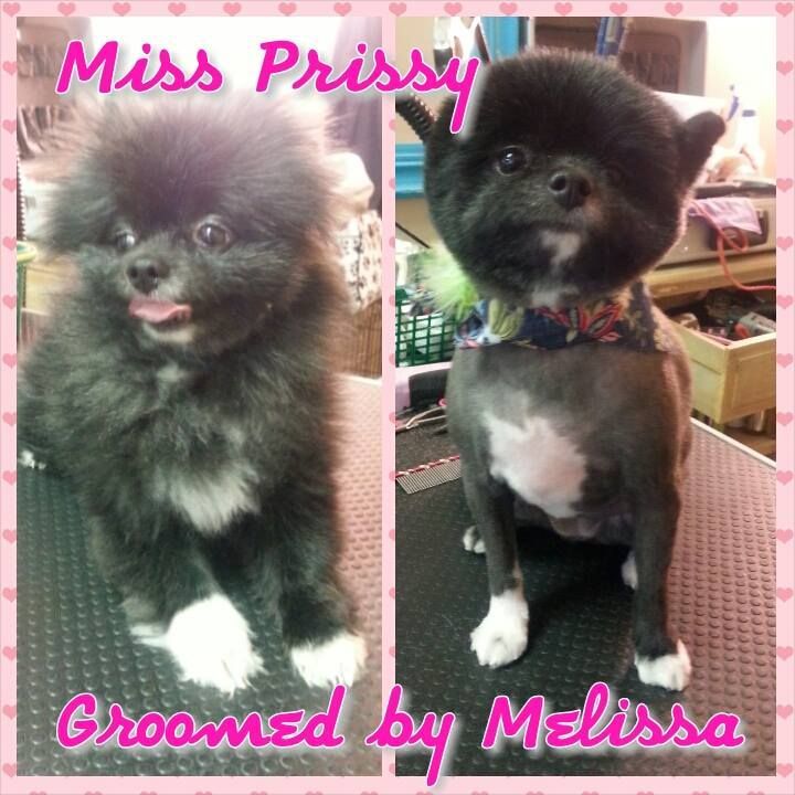 picture of a dog named miss prissy and groomed by melissa