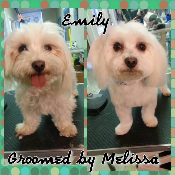 picture of a dog named emily and groomed by melissa
