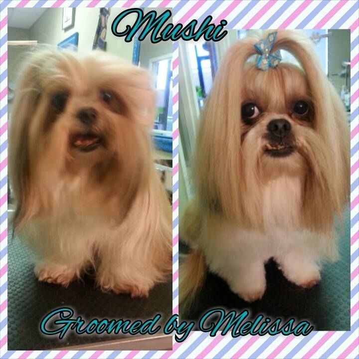 picture of a dog named mushi and groomed by melissa