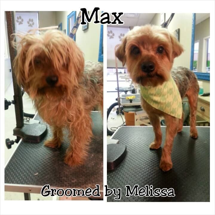 picture of a dog named max and groomed by melissa