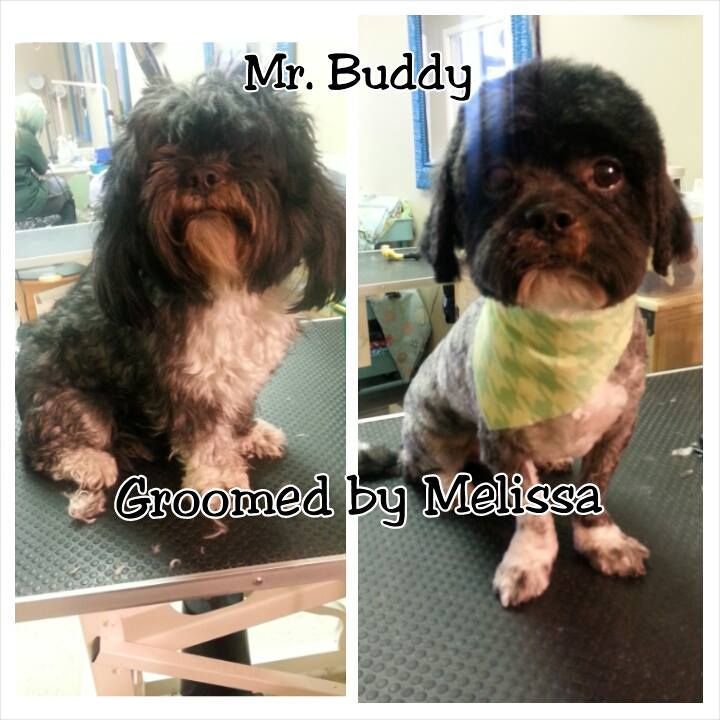 picture of a dog named mr buddy and groomed by melissa