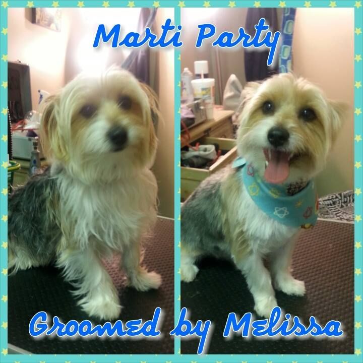 picture of a dog named marti party and groomed by melissa