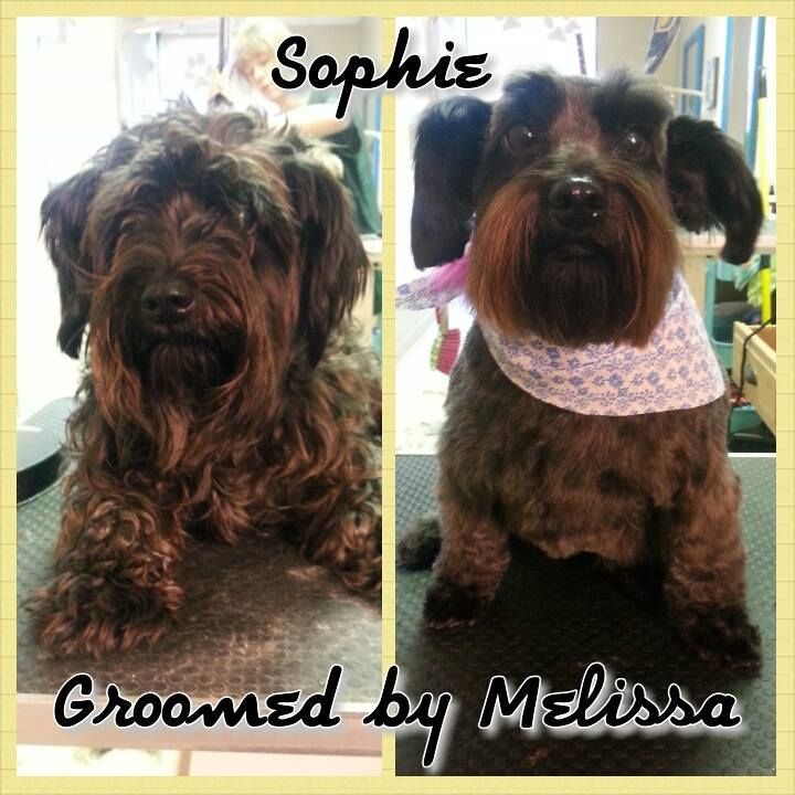 picture of a dog named sophie and groomed by melissa