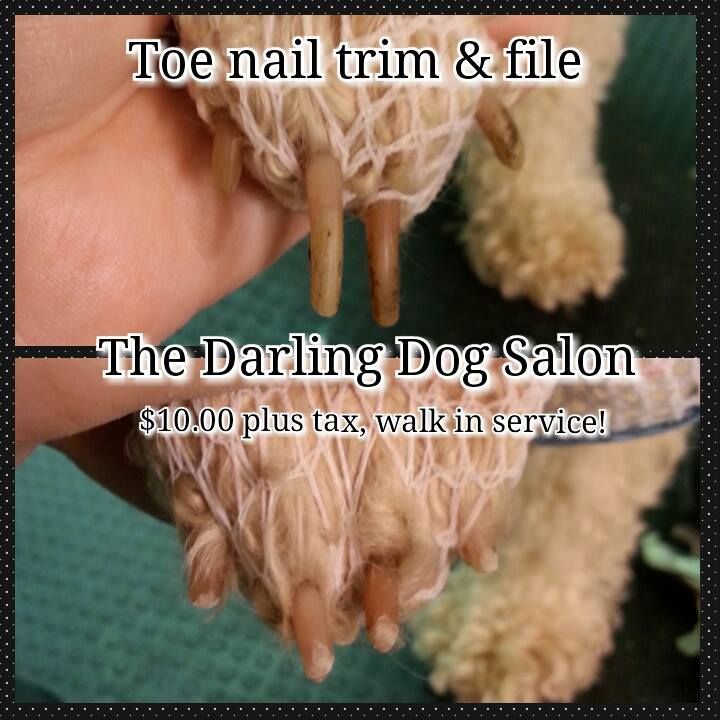the darling dog salon offers toe nail trim and file