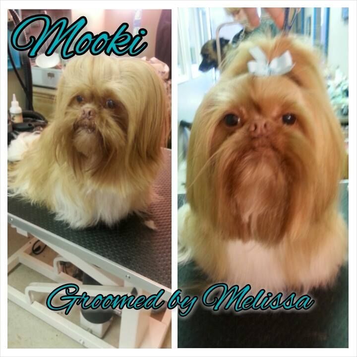 picture of a dog named mooki and groomed by melissa