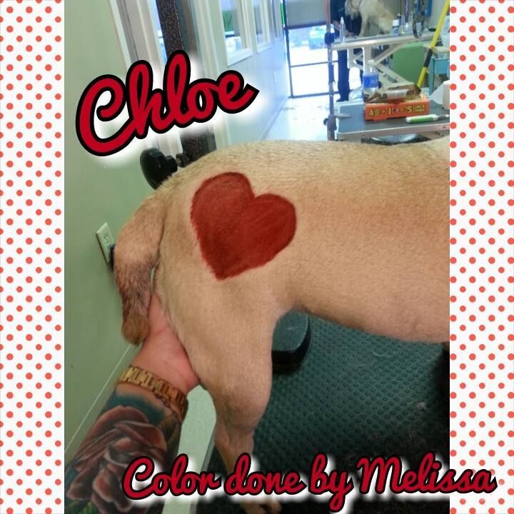 a dog has a red heart painted on its back