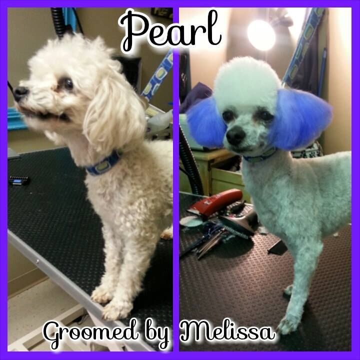 picture of a dog named pearl and groomed by melissa